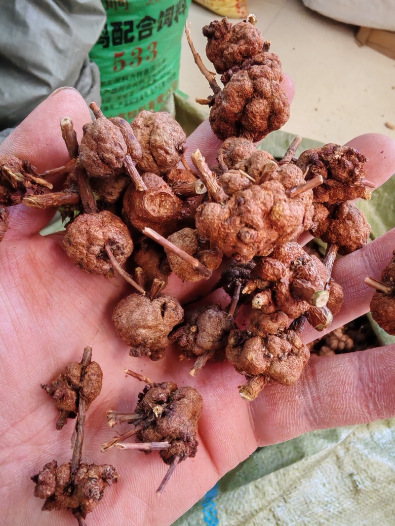 消瘤果消瘤藤消瘤子消瘤果干货大货批发