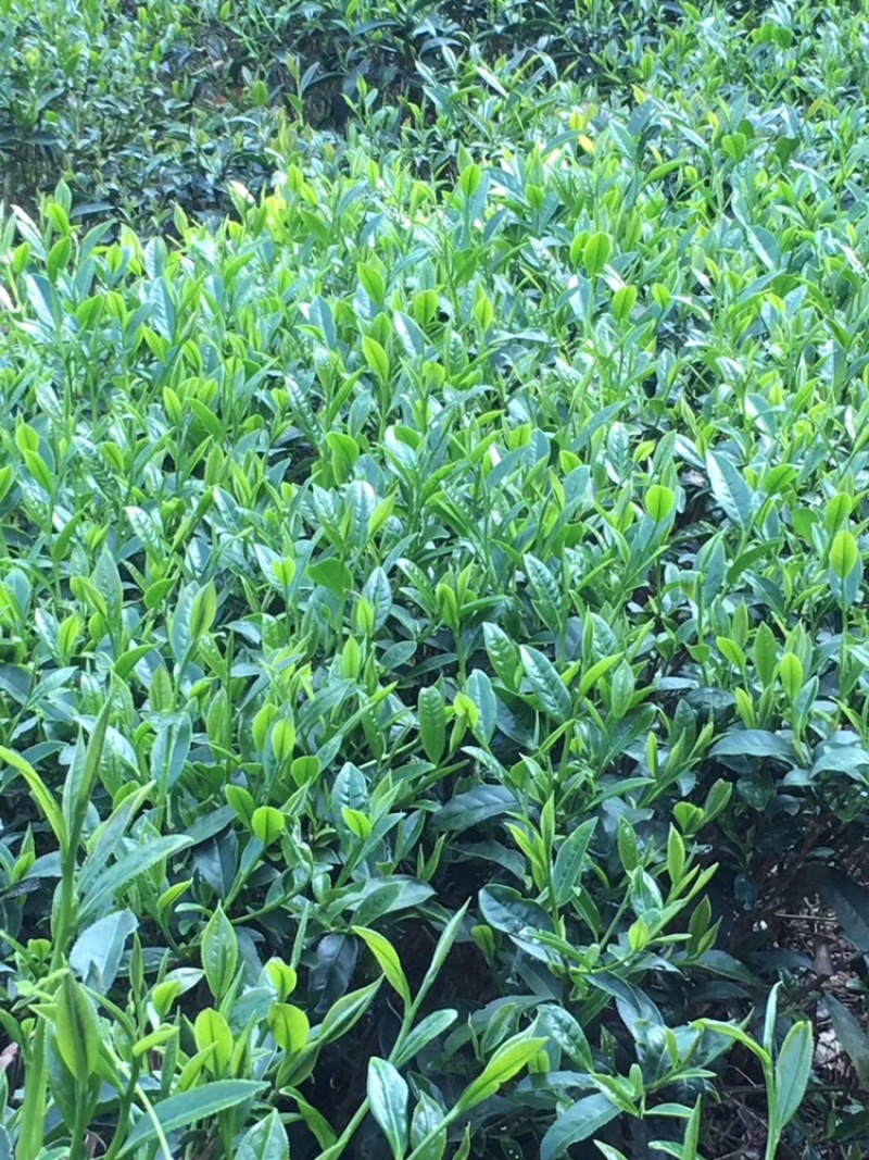 白芽奇兰（福建省漳州市平和县特产