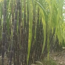 出售适合北方地区种植的水果型黑皮甘蔗种苗