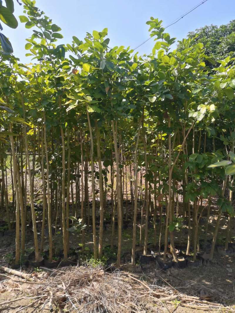 檀香紫檀