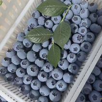 【优质蓝莓】山东日照莒县产区直发，口感好品质，大量现货