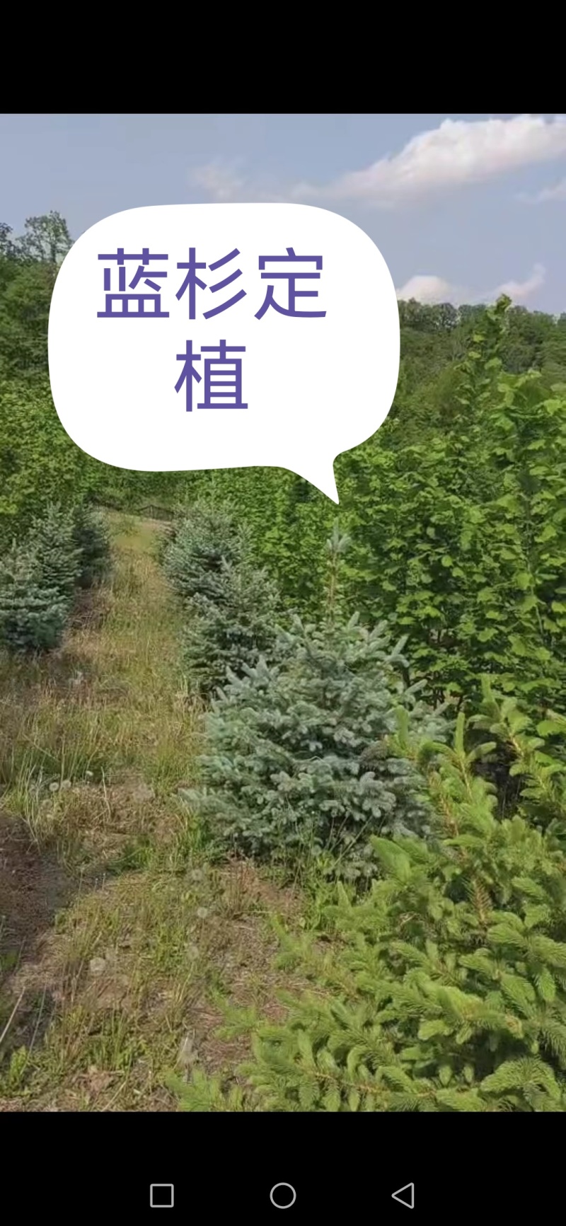 正宗蓝杉杯苗，小苗裸根苗定植一米到三米，耐寒成活率高特性