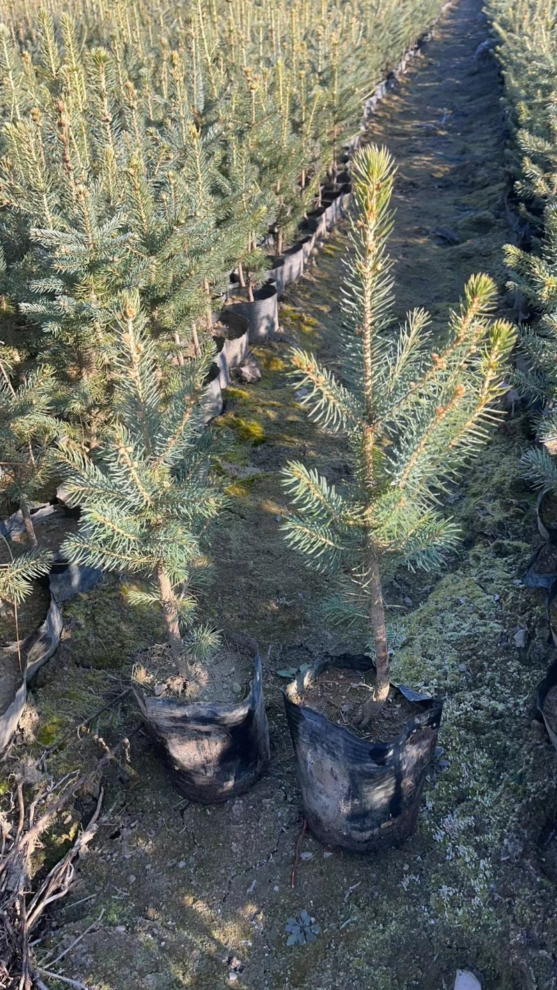 正宗蓝杉杯苗，小苗裸根苗定植一米到三米，耐寒成活率高特性