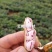 【新品上市】云南文山七彩花生质量保证品种纯正假一赔十