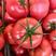 【江苏西红柿】硬粉西红柿一手货源提供一条龙服务
