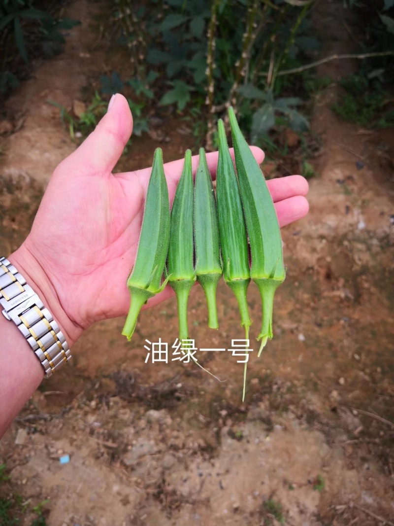 一代杂交基地专用水果秋葵种子耘盛油绿一号黄秋葵种子