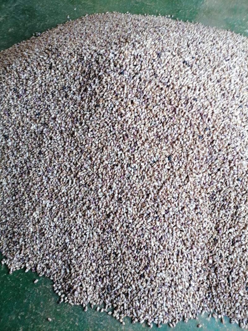 【新品上市】云南文山七彩花生质量保证品种纯正假一赔十
