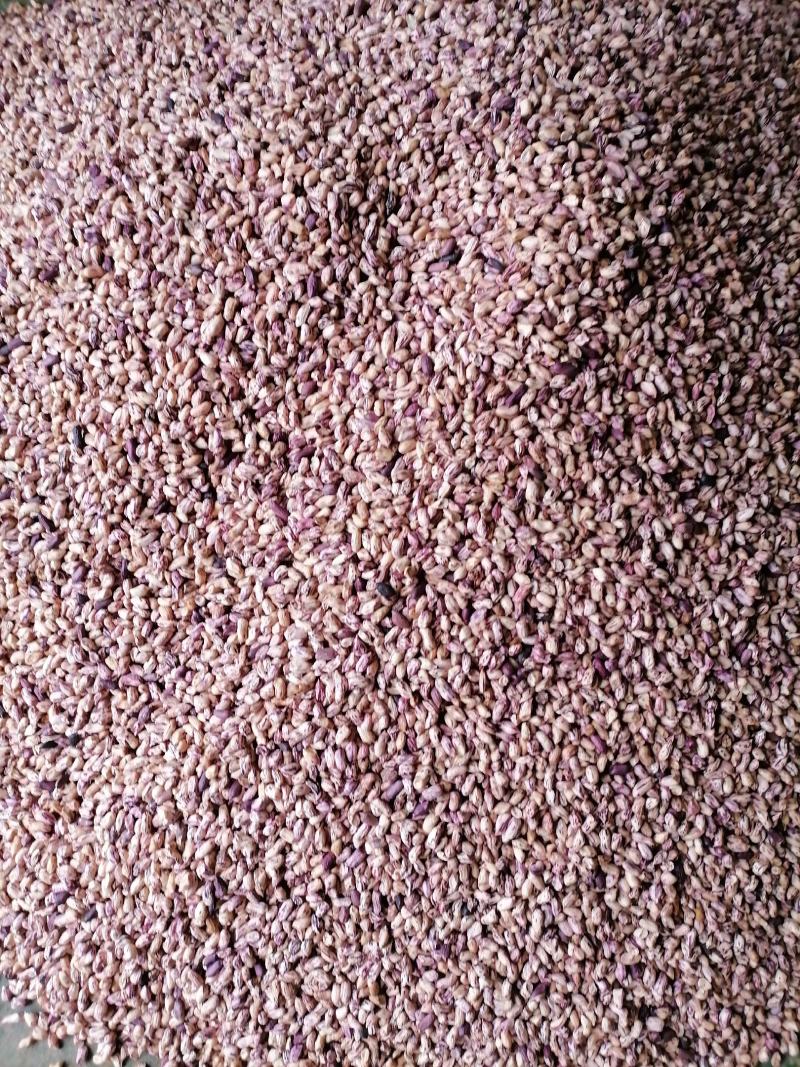 【新品上市】云南文山七彩花生质量保证品种纯正假一赔十
