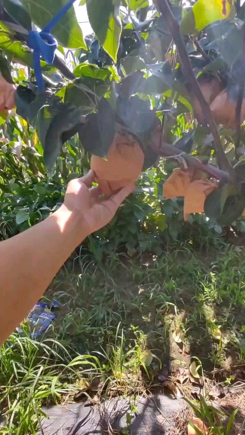 纯头茬秋月梨，90以上大果，量少勿扰