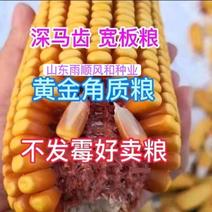 华玉518特矮红轴硬质胶质马牙大棒玉米种子高产抗旱