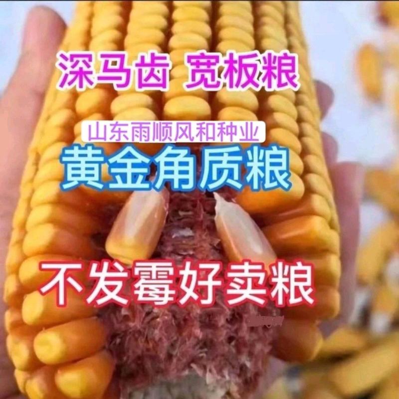 东单705特矮红轴硬质胶质马牙大棒玉米种子高产抗旱