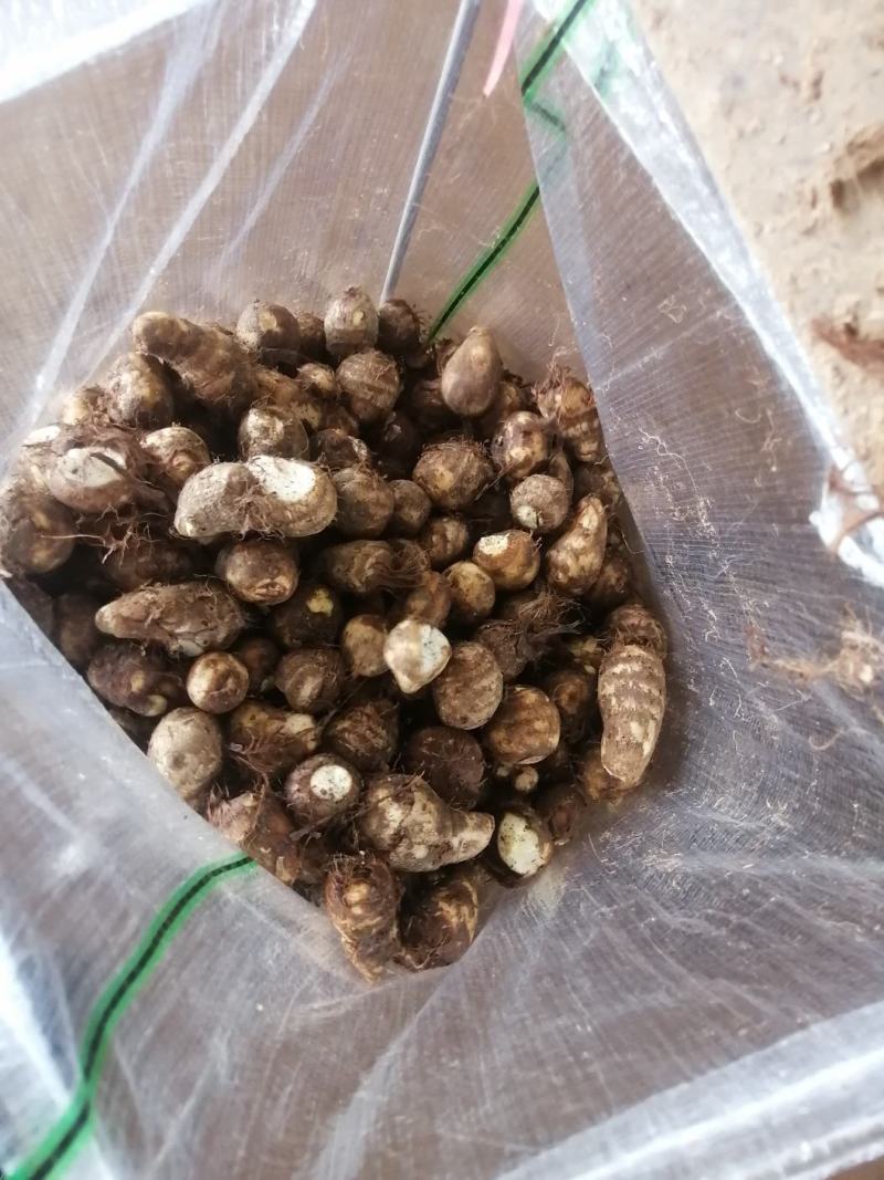 精选毛芋头《通货大中小球二母》商超市场电商直供*产地代发