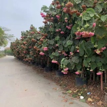 木芙蓉