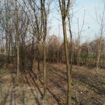 木瓜树