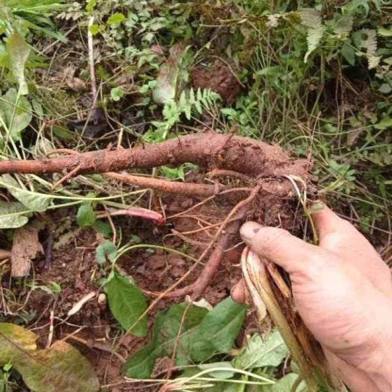 四川广安野生土大黄现挖鲜货量大从优品质保证欢迎来电