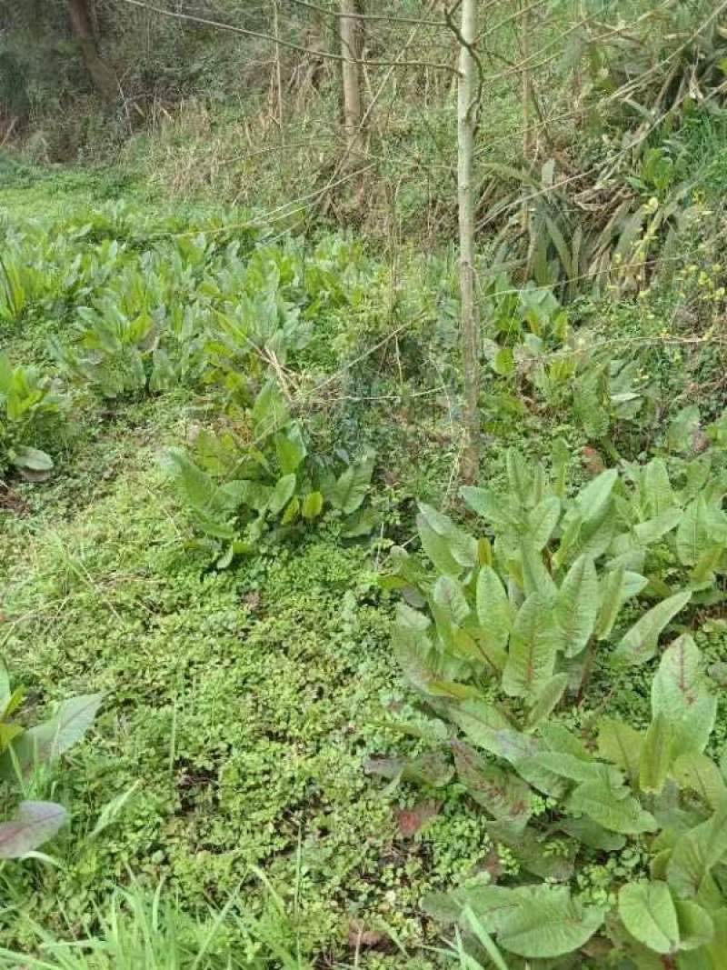 四川广安野生土大黄现挖鲜货量大从优品质保证欢迎来电