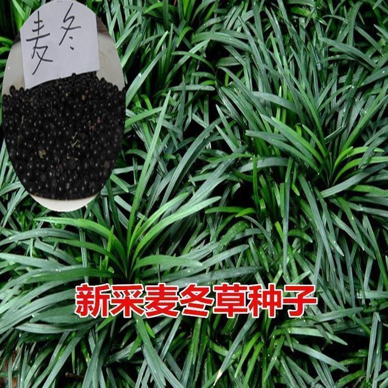 矮麦冬草玉龙草耐寒四季常青绿化植物细叶麦冬园林绿化庭院长