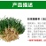 矮麦冬草玉龙草耐寒四季常青绿化植物细叶麦冬园林绿化庭院长