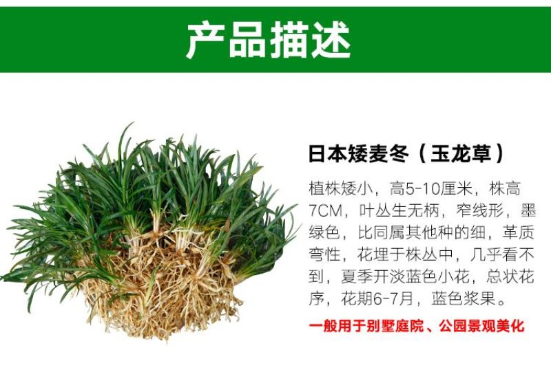 矮麦冬草玉龙草耐寒四季常青绿化植物细叶麦冬园林绿化庭院长