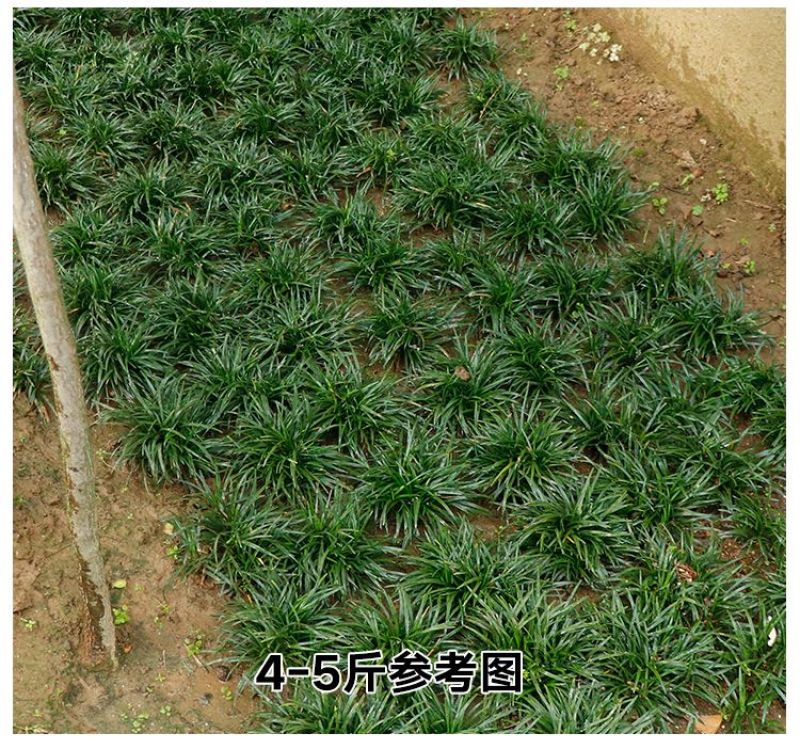 矮麦冬草玉龙草耐寒四季常青绿化植物细叶麦冬园林绿化庭院长