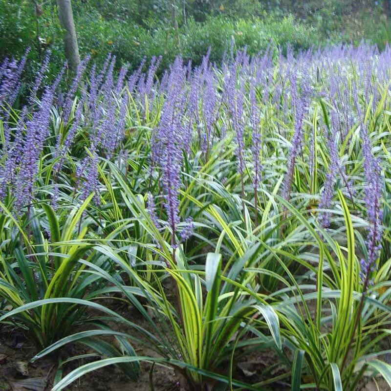 矮麦冬草玉龙草耐寒四季常青绿化植物细叶麦冬园林绿化庭院长