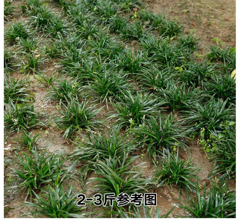 矮麦冬草玉龙草耐寒四季常青绿化植物细叶麦冬园林绿化庭院长