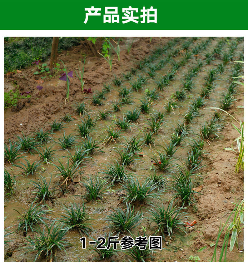 矮麦冬草玉龙草耐寒四季常青绿化植物细叶麦冬园林绿化庭院长