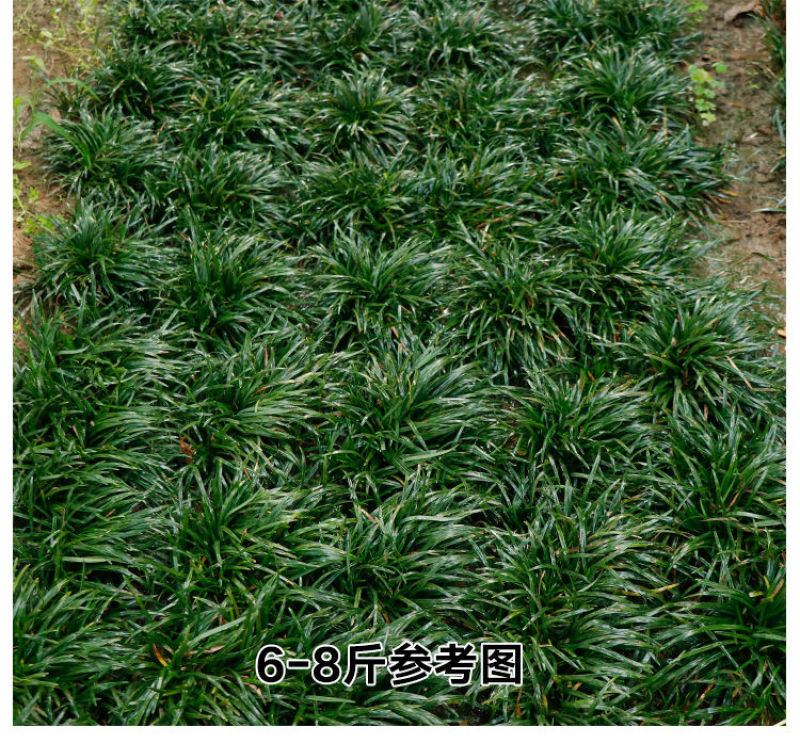 矮麦冬草玉龙草耐寒四季常青绿化植物细叶麦冬园林绿化庭院长