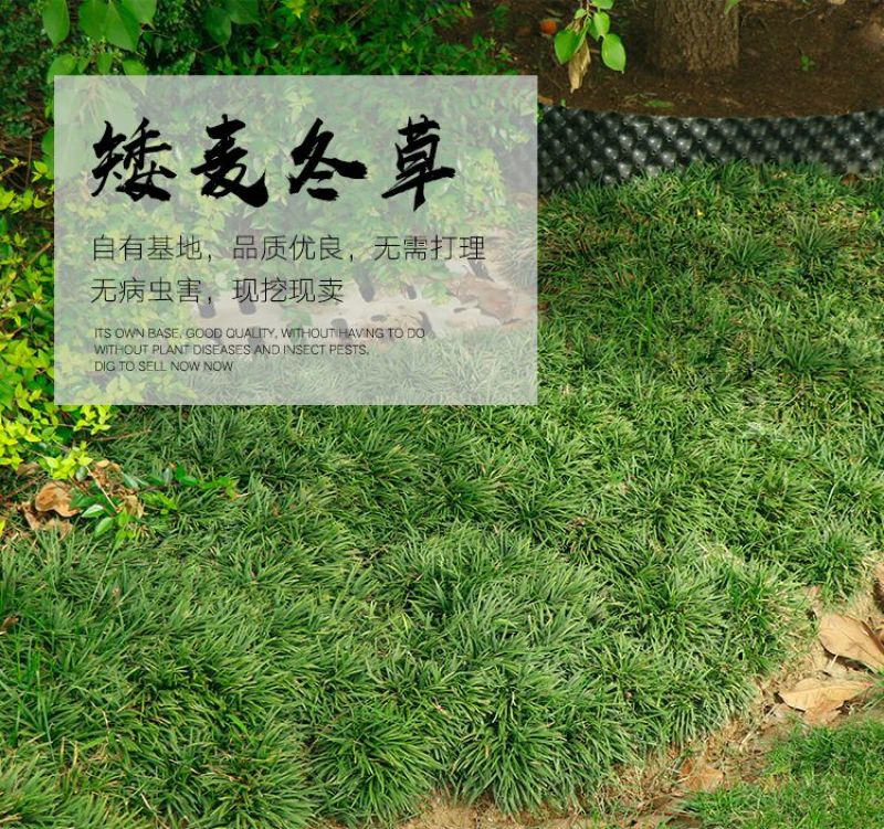 矮麦冬草玉龙草耐寒四季常青绿化植物细叶麦冬园林绿化庭院长