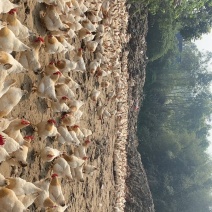 珠海走地鸡潲水散养