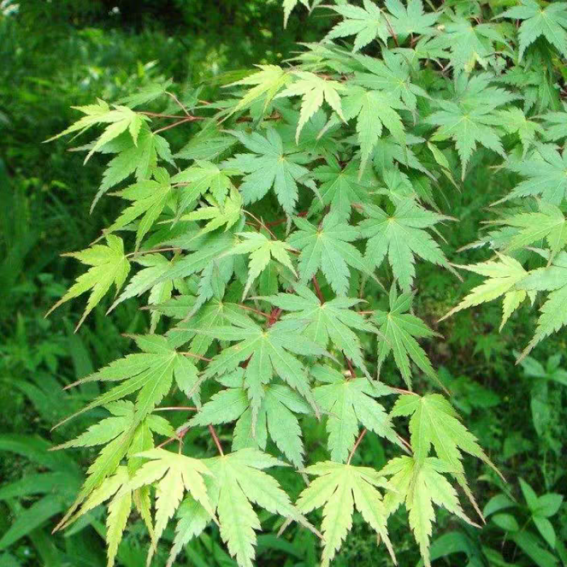 鸡爪槭，鸡爪槭，砧木，鸡爪槭园林绿化枫叶苗木