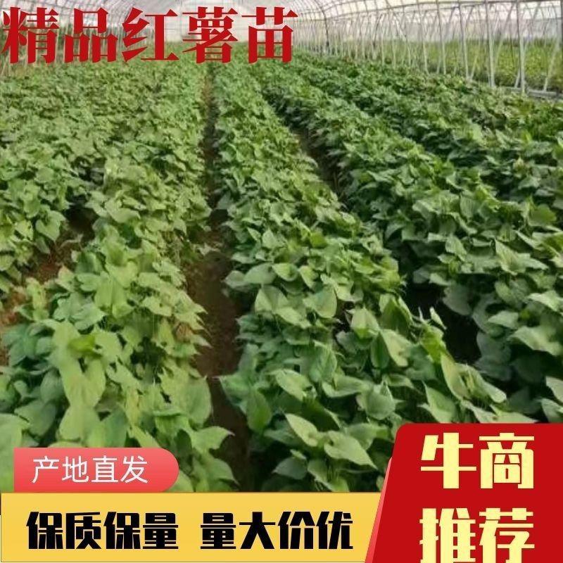 西瓜红红薯苗，脱毒商薯19烟薯红薯苗产地直发量大从优