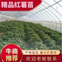 烟25红薯苗一点红红薯苗澳洲紫白红薯苗产地直发量大从优