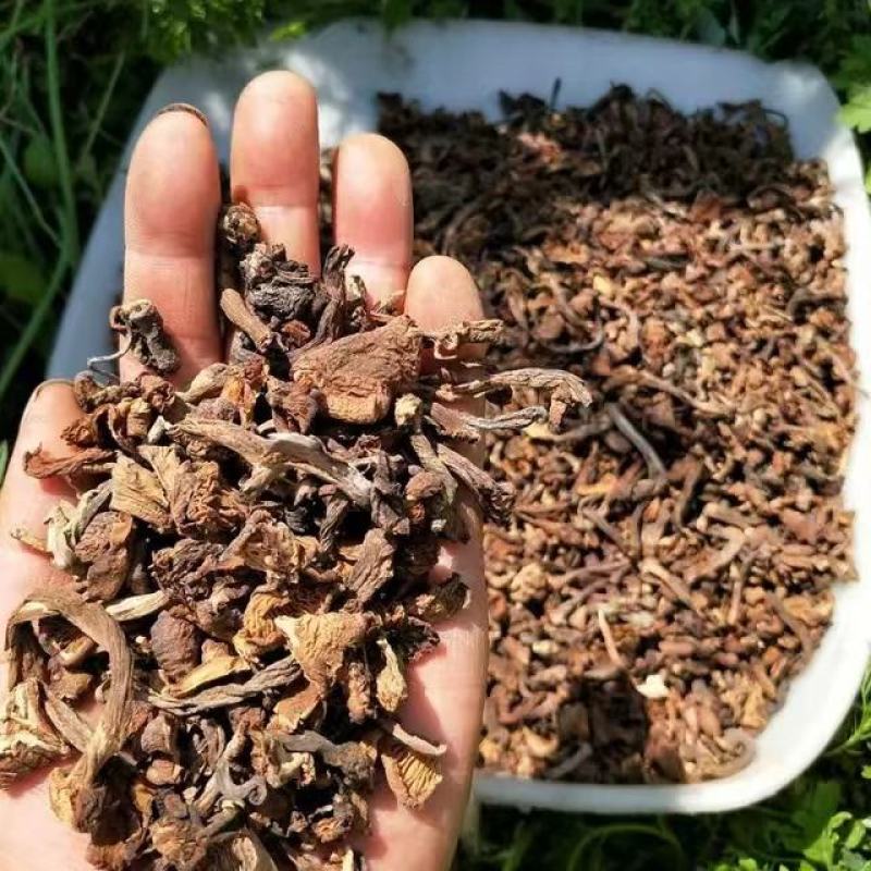 东北特产野生碎榛蘑质量保证，品种纯正，假一赔十