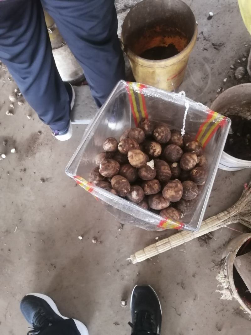 山东芋头*高产芋头种子*提供种植技术*包销售回收