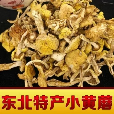 东北特产山珍野生小黄蘑农家晾晒天然美味营养品500g包邮