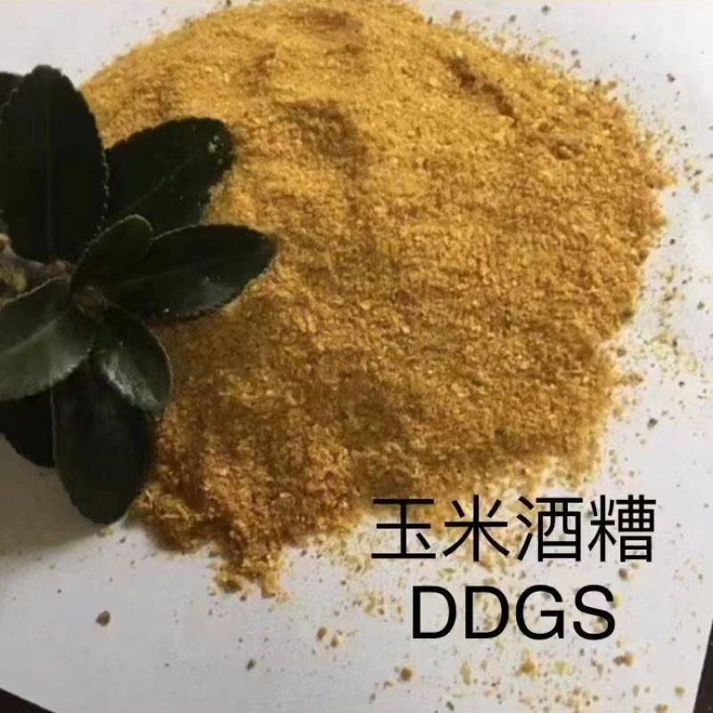 源头厂家酒香浓郁适口性好玉米干酒糟DDGS蛋白28