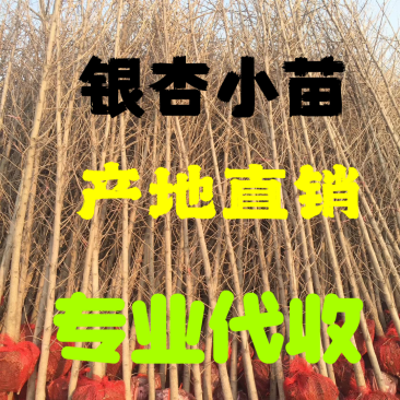 银杏树小苗，产地现挖现发，量大，保证质量，信比金坚