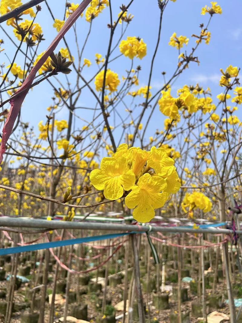 黄花风铃木2.5公分基地供应量大从优对接全国