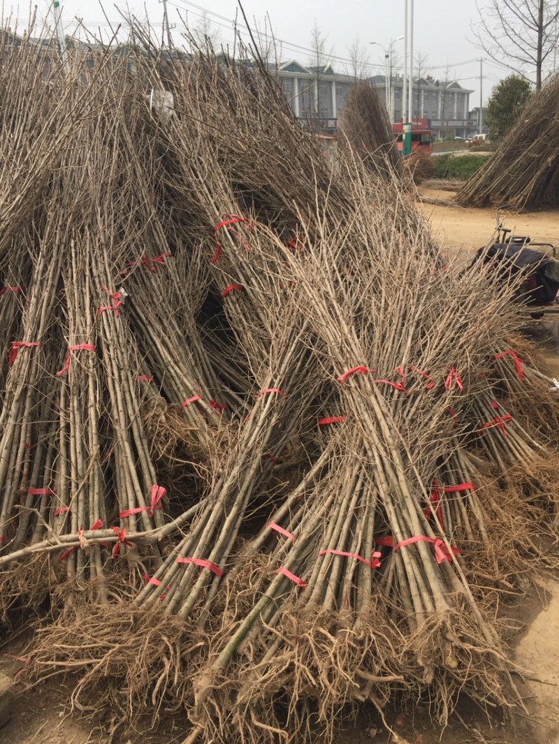 银杏树小苗，产地现挖现发，量大，保证质量，信比金坚