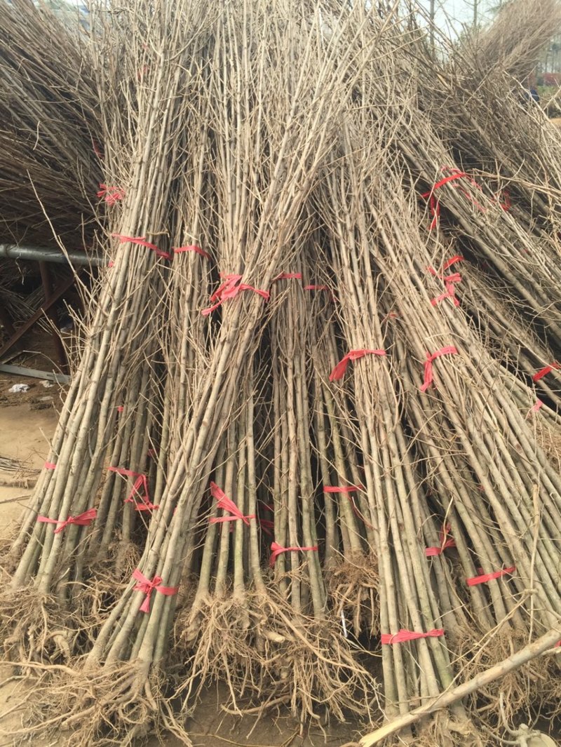 银杏树小苗，产地现挖现发，量大，保证质量，信比金坚