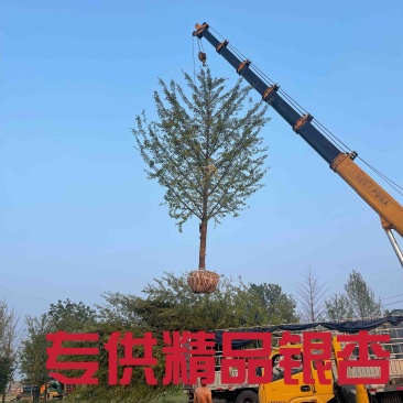 银杏苗18公分精品银杏苗苗圃现挖成活率高低频看货质量保障