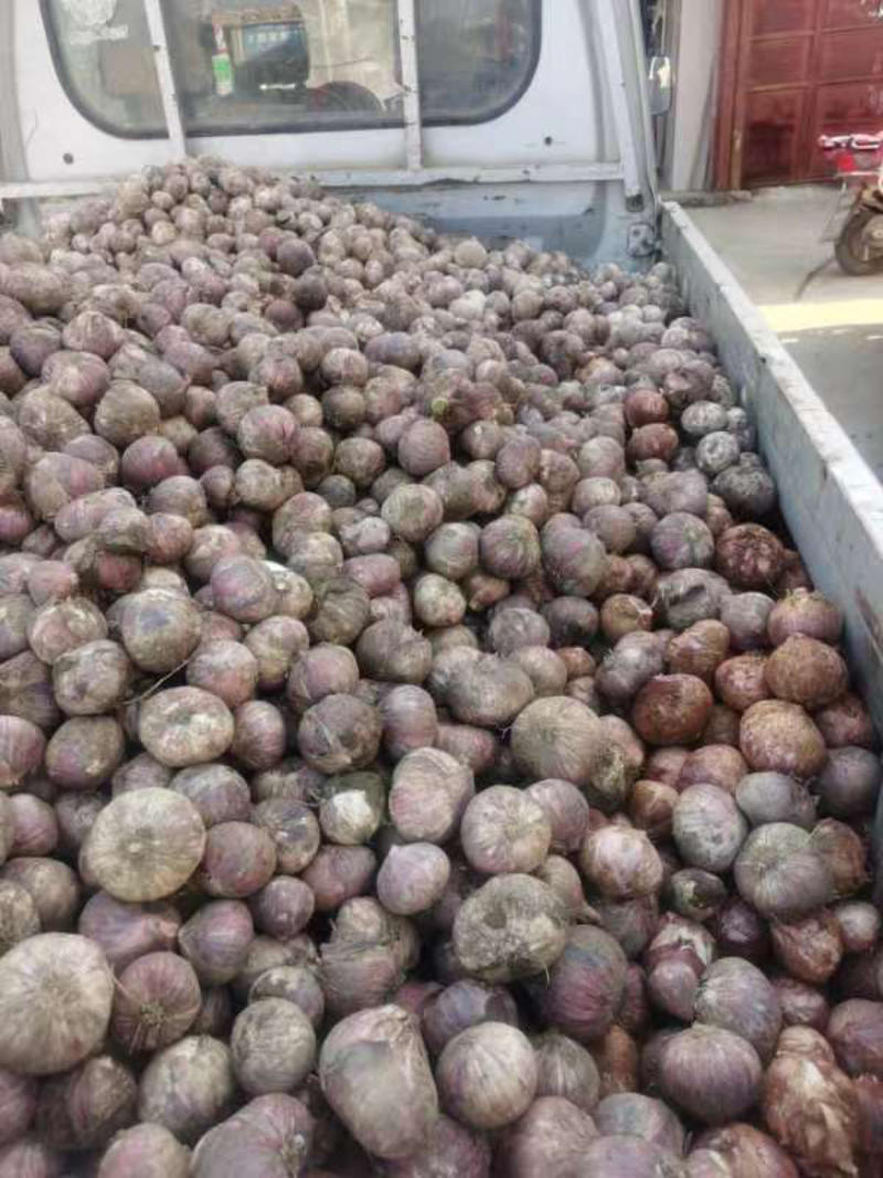 大理宾川紫皮红蒜，自家种植一手货源，支持视频看货