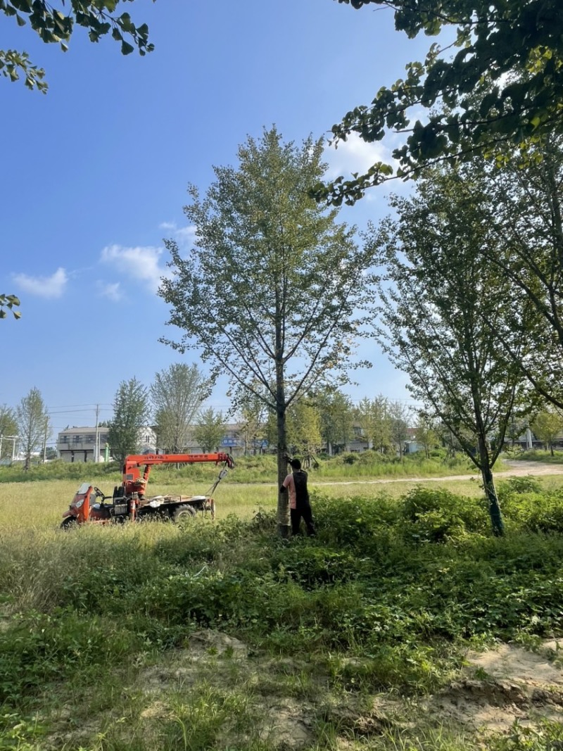 银杏苗18公分精品银杏苗苗圃现挖成活率高低频看货质量保障