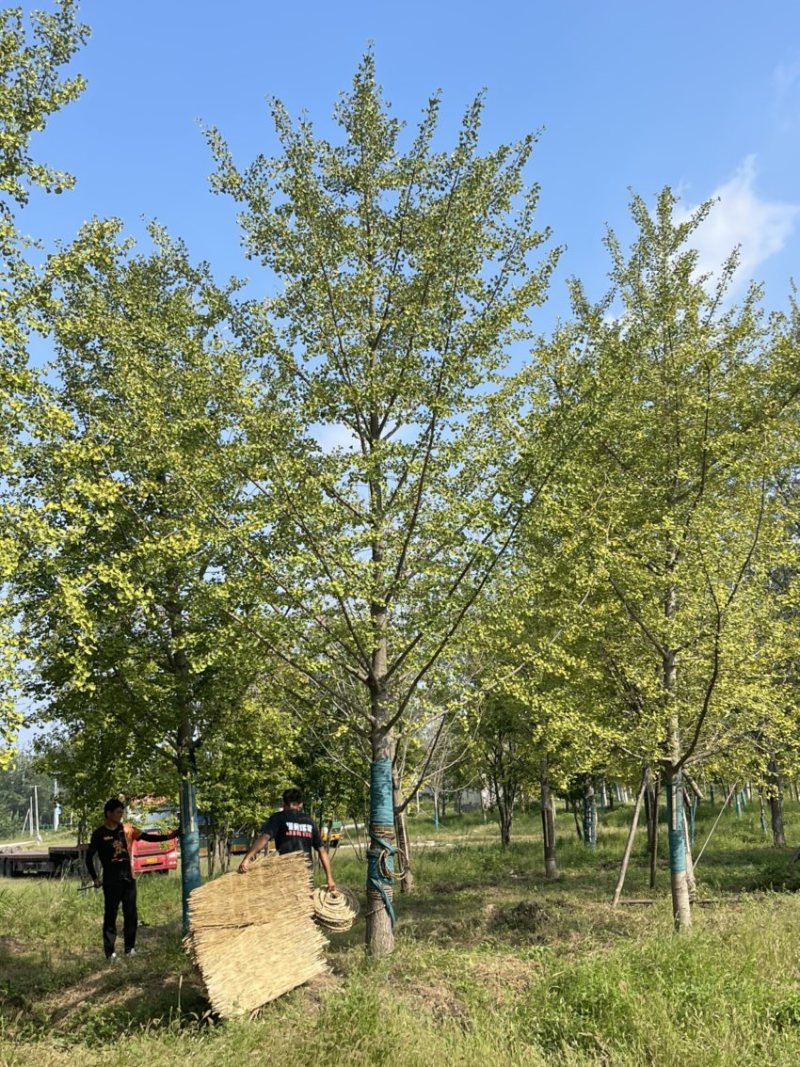 银杏苗18公分精品银杏苗苗圃现挖成活率高低频看货质量保障