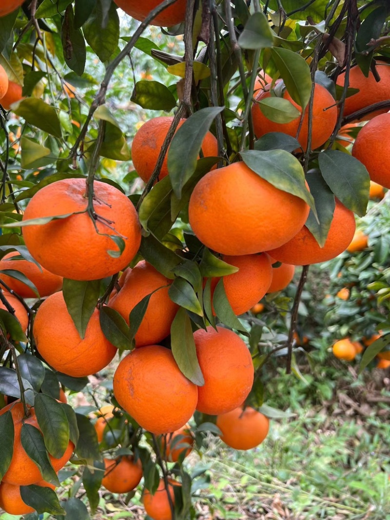 云南宾川沃柑，百亩种植基地，一手货源欢迎前来选购