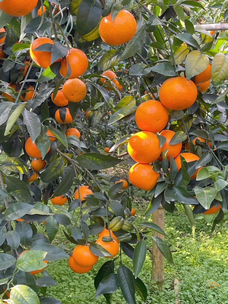 云南宾川沃柑，百亩种植基地，一手货源欢迎前来选购