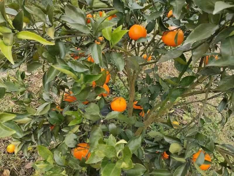 明日见柑桔特写