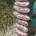 七彩花生七彩花生米云南七彩花生缅甸七彩花生产地直发