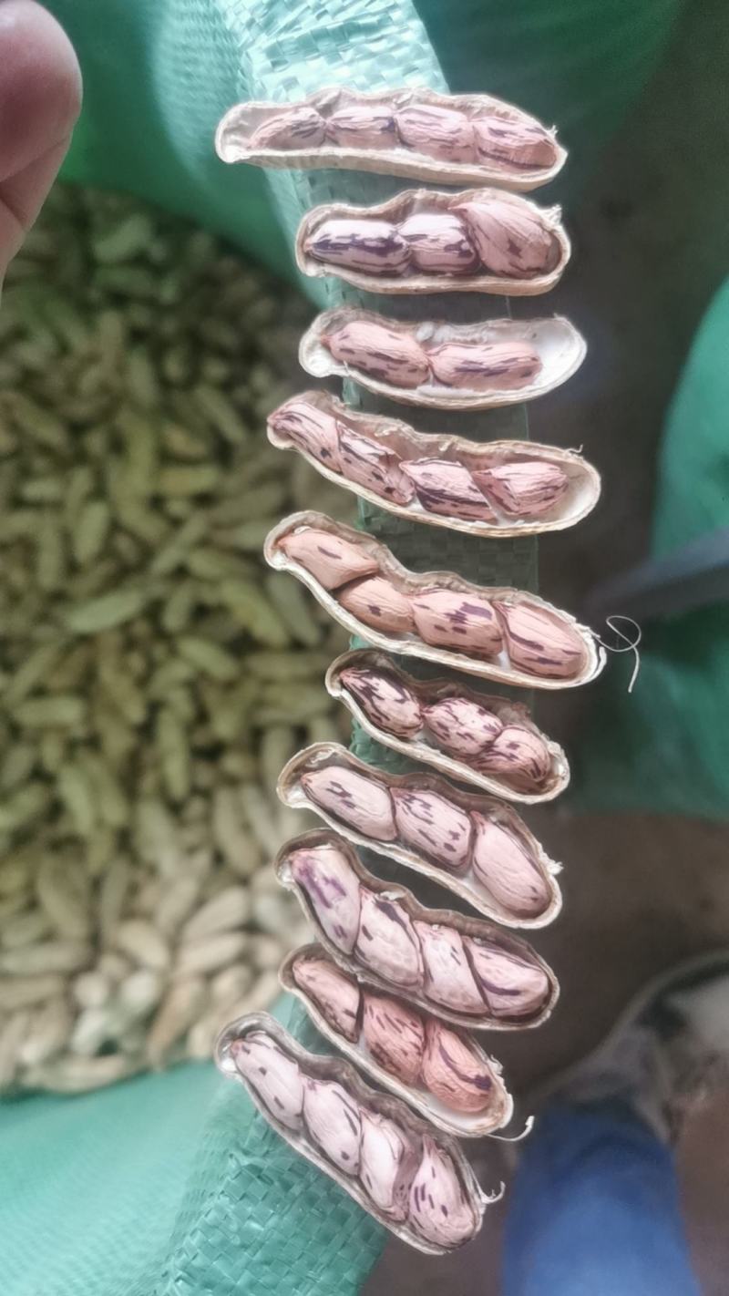 七彩花生七彩花生米云南七彩花生缅甸七彩花生产地直发